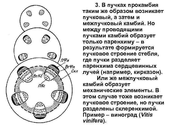  3. В пучках прокамбия таким же образом возникает пучковый, а затем и межпучковый