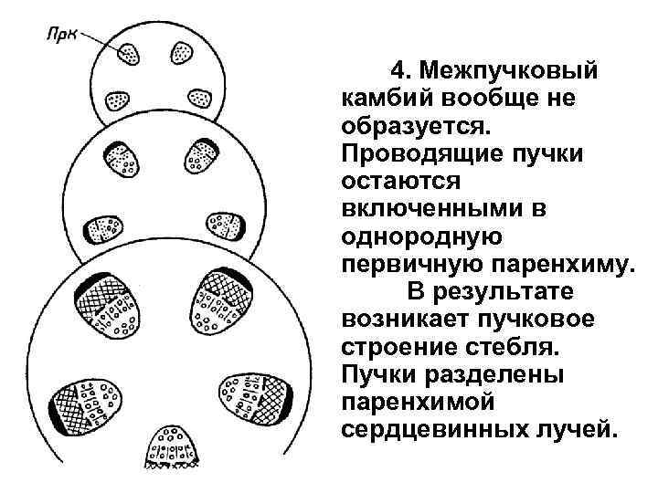  4. Межпучковый камбий вообще не образуется. Проводящие пучки остаются включенными в однородную первичную