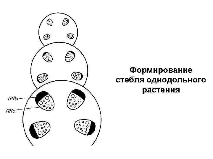 Формирование стебля однодольного растения 