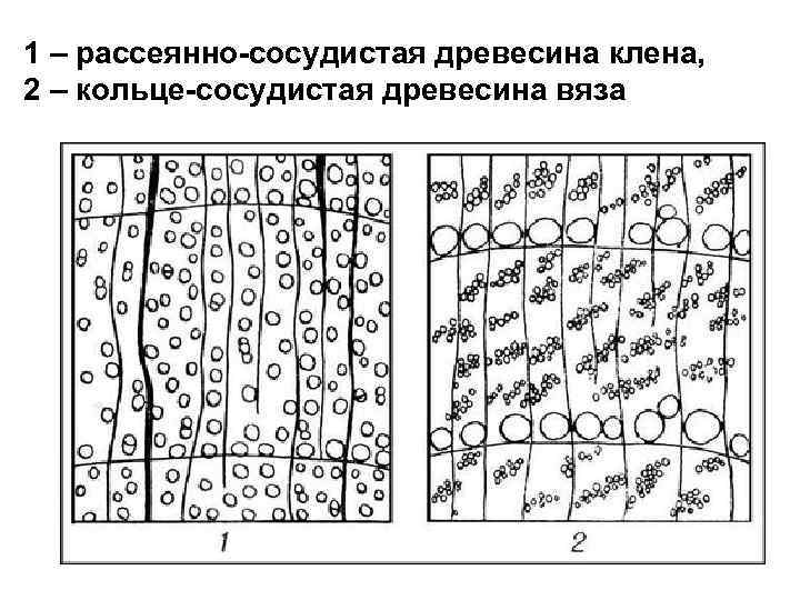 1 – рассеянно-сосудистая древесина клена, 2 – кольце-сосудистая древесина вяза 