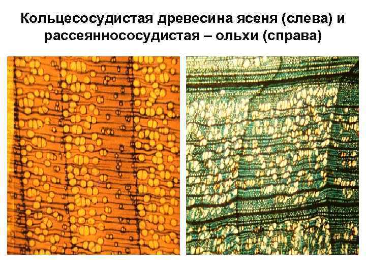 Кольцесосудистая древесина ясеня (слева) и рассеяннососудистая – ольхи (справа) 