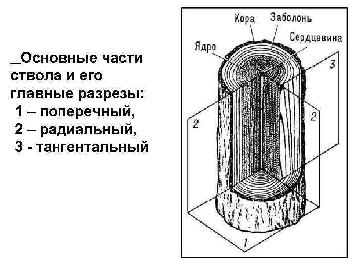 Основные части ствола и его главные разрезы: 1 – поперечный, 2 – радиальный, 3
