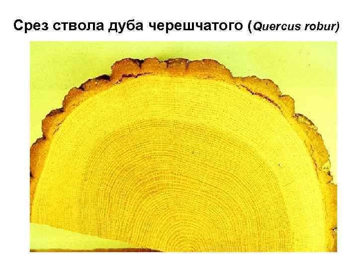 Срез ствола дуба черешчатого (Quercus robur) 