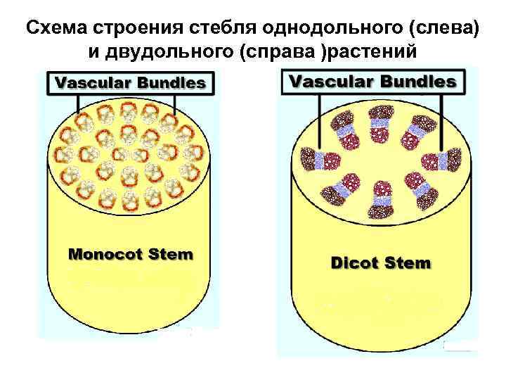 Схема строения стебля однодольного (слева) и двудольного (справа )растений 