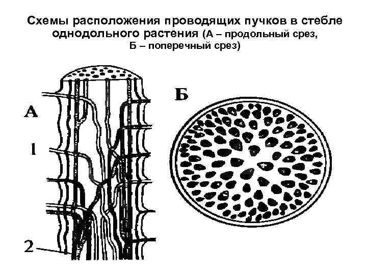 Проводящие пучки в стебле