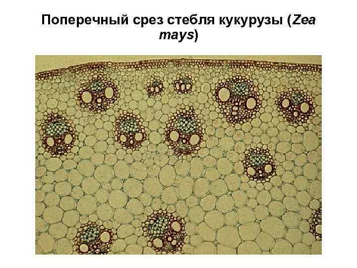 Поперечный срез стебля кукурузы (Zea mays) 