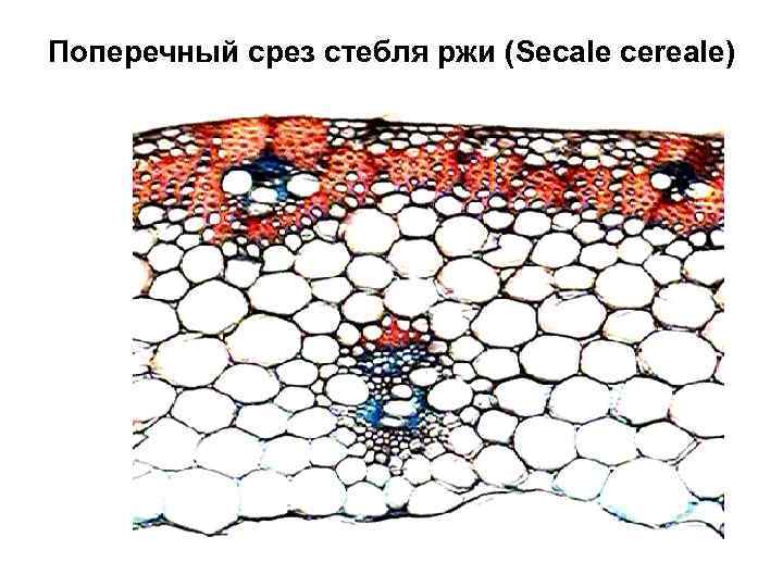 Поперечный срез стебля ржи (Secale cereale) 