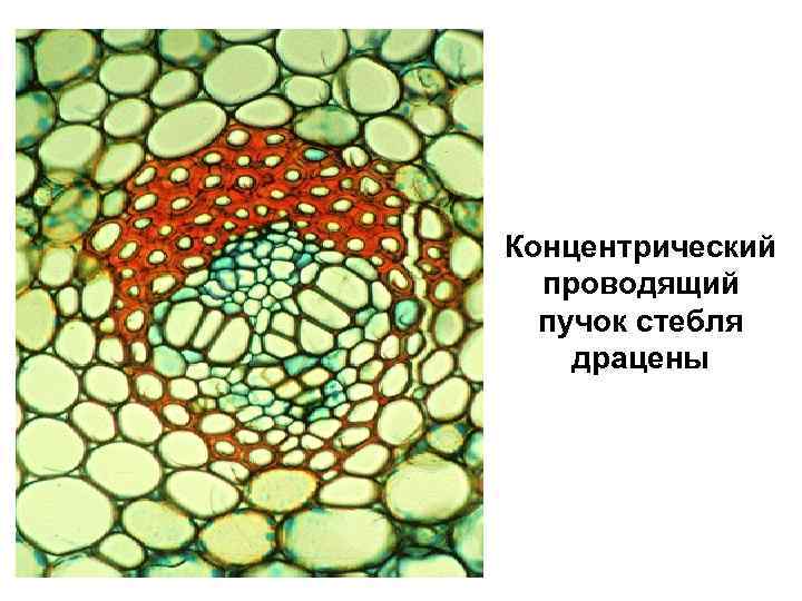 Концентрический проводящий пучок стебля драцены 
