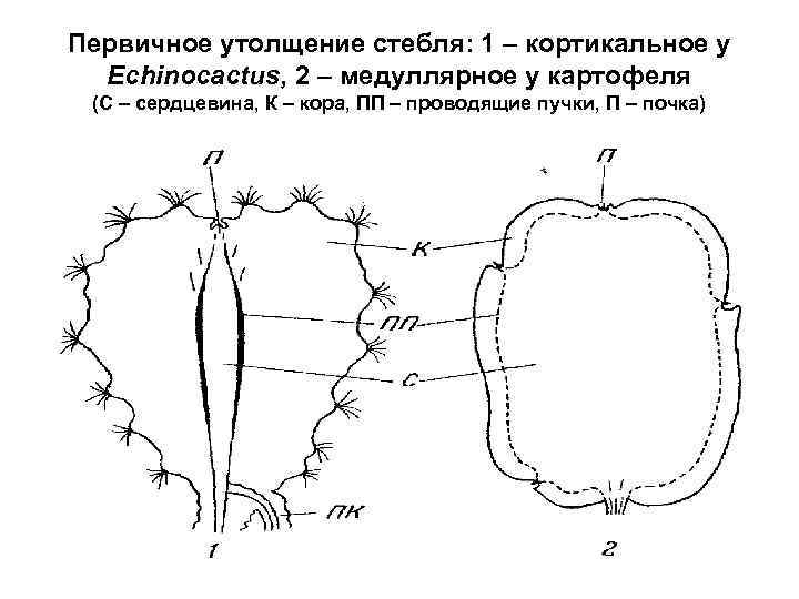 Первичное утолщение стебля: 1 – кортикальное у Echinocactus, 2 – медуллярное у картофеля (С