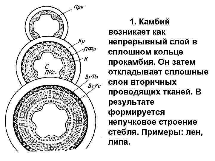 1. Камбий возникает как непрерывный слой в сплошном кольце прокамбия. Он затем откладывает сплошные