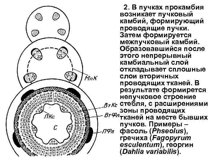  2. В пучках прокамбия возникает пучковый камбий, формирующий проводящие пучки. Затем формируется межпучковый