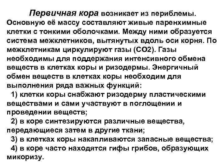 Первичная кора возникает из периблемы. Основную её массу составляют живые паренхимные клетки с тонкими