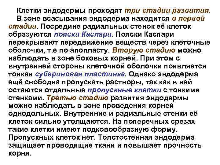 Клетки эндодермы проходят три стадии развития. В зоне всасывания эндодерма находится в первой стадии.