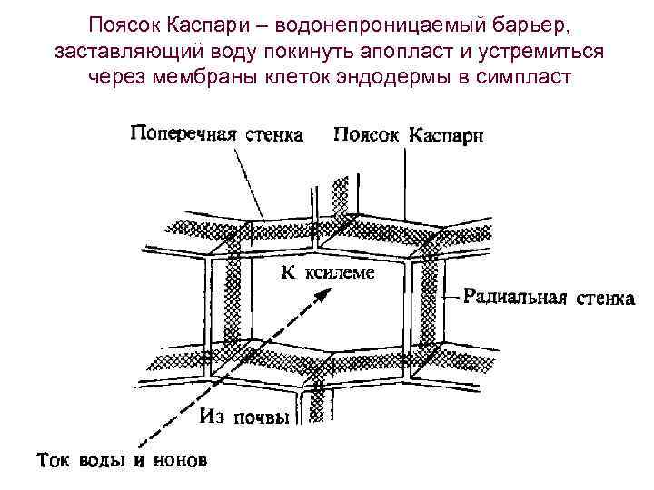 Поясок Каспари – водонепроницаемый барьер, заставляющий воду покинуть апопласт и устремиться через мембраны клеток