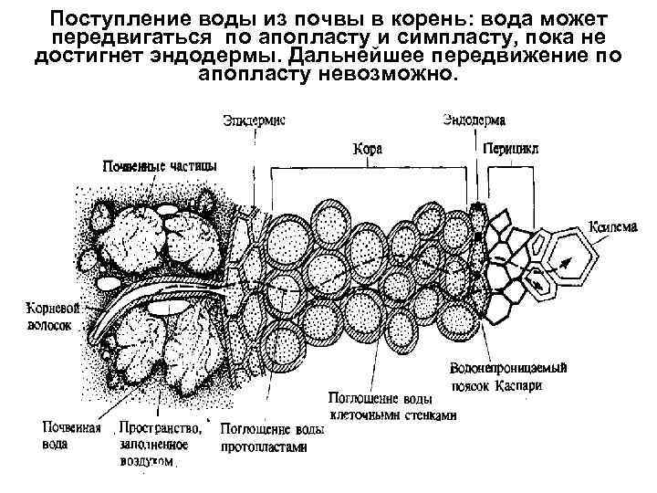 Поступление воды из почвы в корень: вода может передвигаться по апопласту и симпласту, пока
