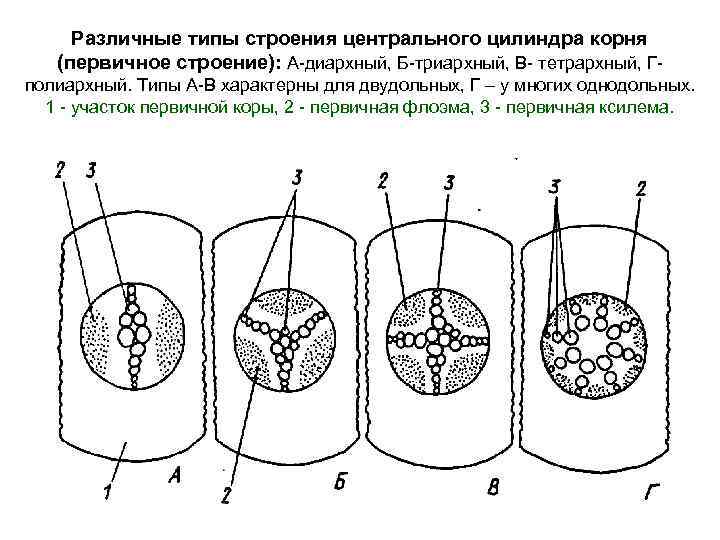 Типы стеллы. Первичное строение корня однодольных и двудольных. Анатомическое строение корня двудольных растений. Анатомическое строение корня двудольного. Анатомия корня однодольных растений.