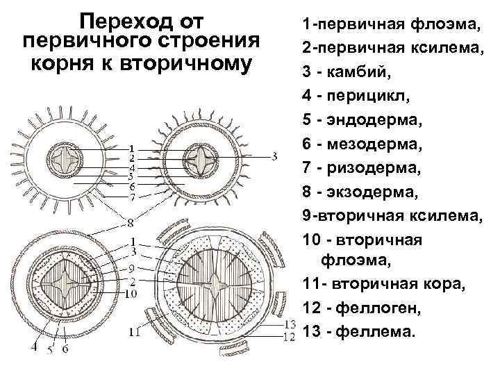 Переход от первичного строения корня к вторичному 1 -первичная флоэма, 2 -первичная ксилема, 3