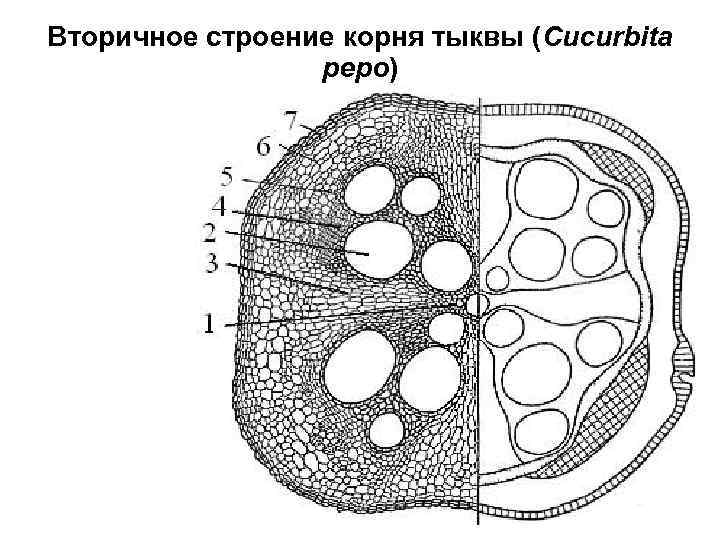 Вторичное строение корня тыквы (Cucurbita pepo) 