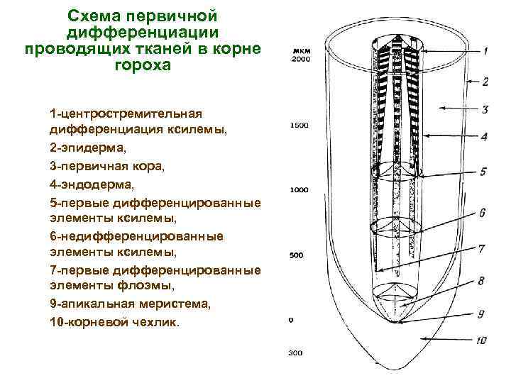 Схема первичной дифференциации проводящих тканей в корне гороха 1 -центростремительная дифференциация ксилемы, 2 -эпидерма,