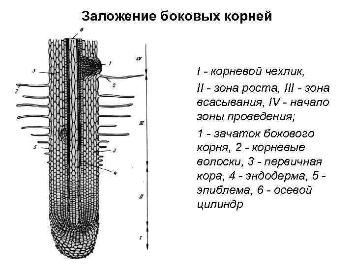 Заложение боковых корней I - корневой чехлик, II - зона роста, III - зона