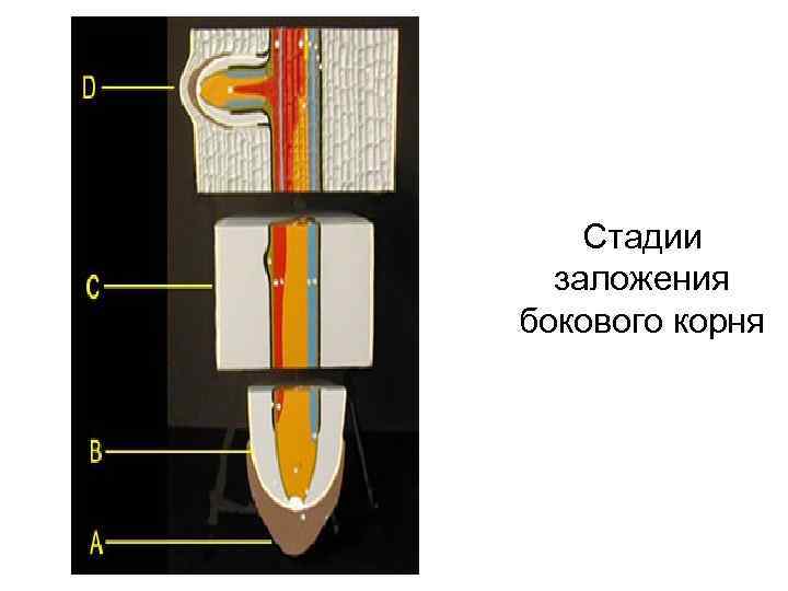 Стадии заложения бокового корня 