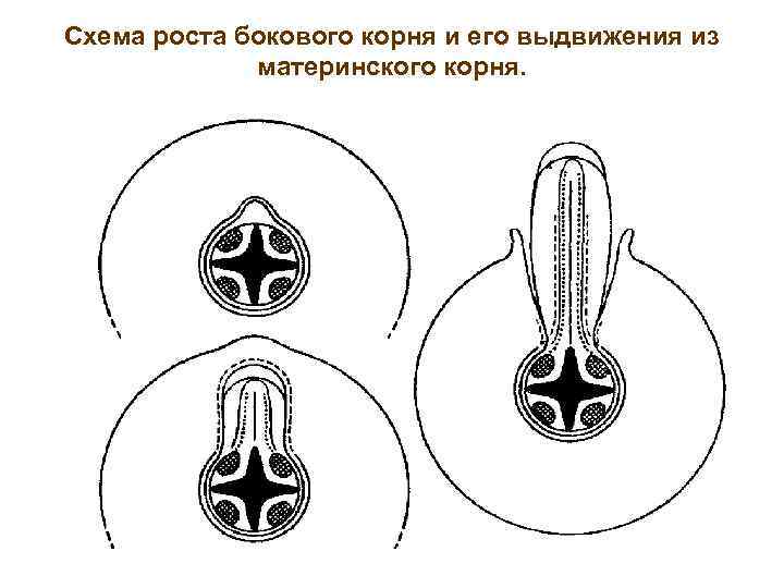 Схема роста бокового корня и его выдвижения из материнского корня. 