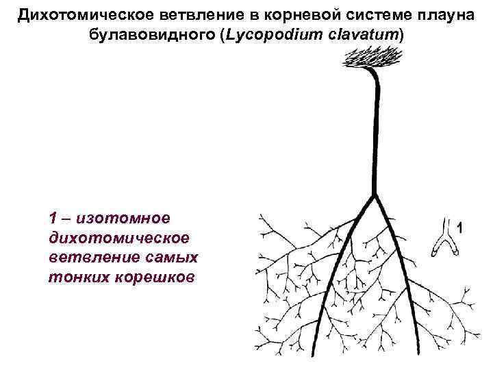 Дихотомическое ветвление в корневой системе плауна булавовидного (Lycopodium clavatum) 1 – изотомное дихотомическое ветвление