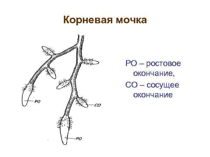 Корневая мочка РО – ростовое окончание, СО – сосущее окончание 