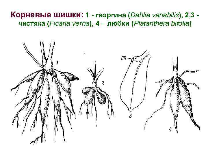 Корневые шишки: 1 - георгина (Dahlia variabilis), 2, 3 чистяка (Ficaria verna), 4 –