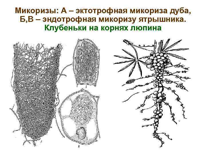 Микоризы: А – эктотрофная микориза дуба, Б, В – эндотрофная микоризу ятрышника. Клубеньки на