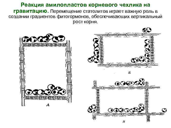 Реакция амилопластов корневого чехлика на гравитацию. Перемещение статолитов играет важную роль в создании градиентов