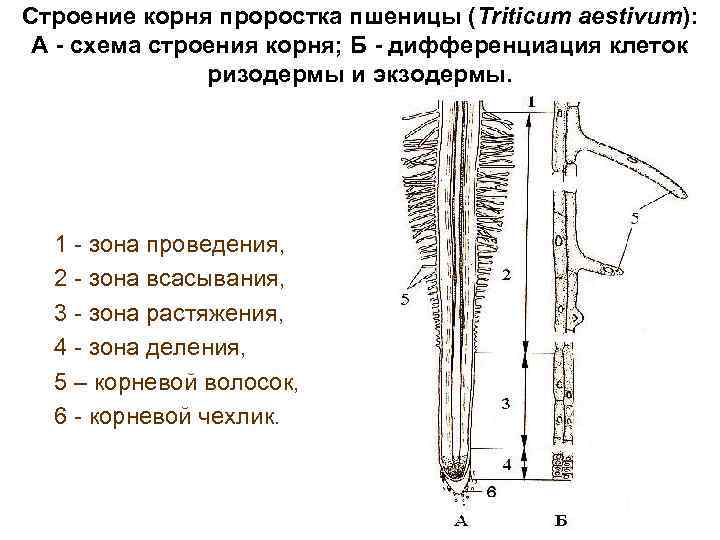 Строение корня проростка пшеницы (Triticum aestivum): А - схема строения корня; Б - дифференциация