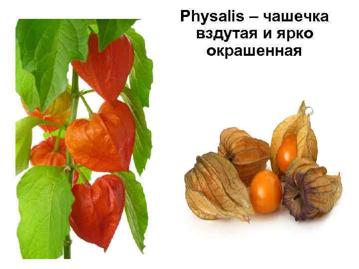 Physalis – чашечка вздутая и ярко окрашенная 
