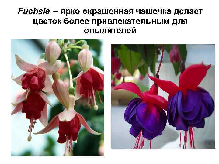 Fuchsia – ярко окрашенная чашечка делает цветок более привлекательным для опылителей 
