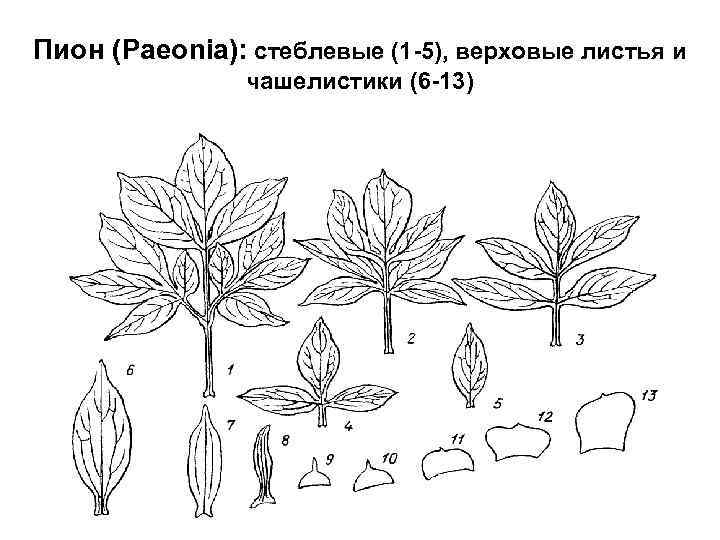 Строение цветка пиона рисунок