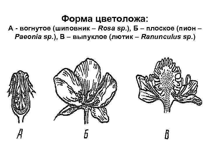 Строение цветка пиона схема и описание