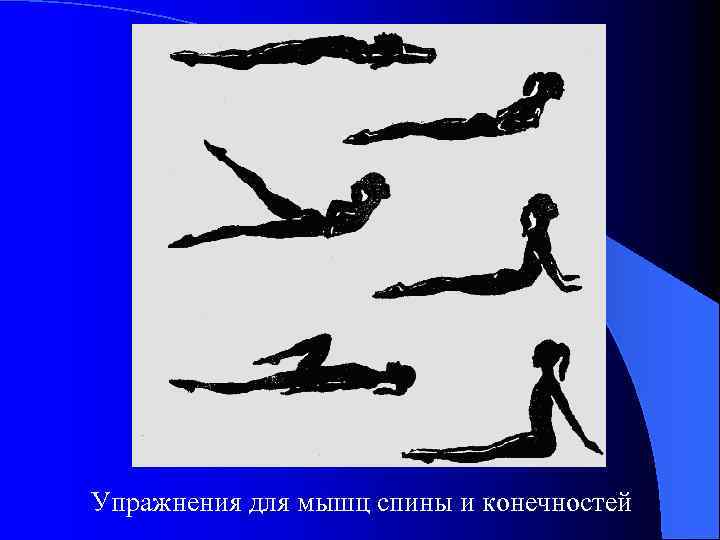 Упражнения для мышц спины и конечностей 