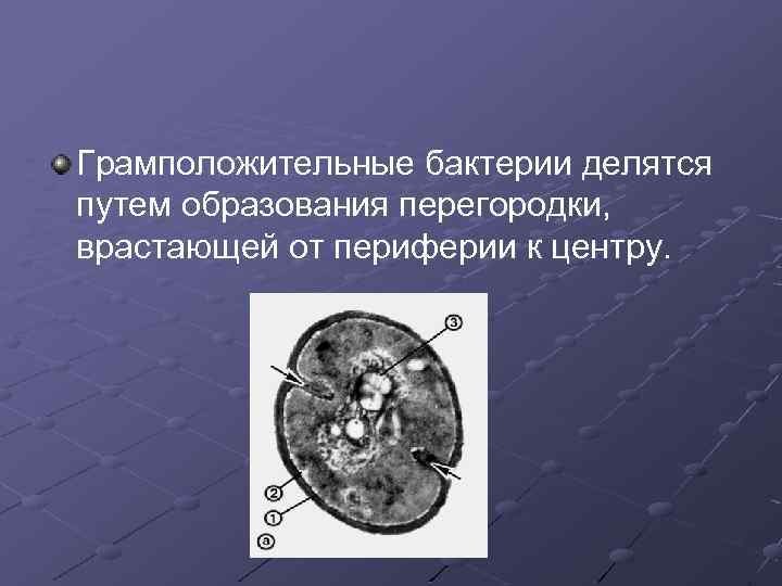 Грамположительные бактерии делятся путем образования перегородки, врастающей от периферии к центру. 