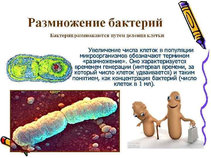 Какие функции выполняет микроорганизмов