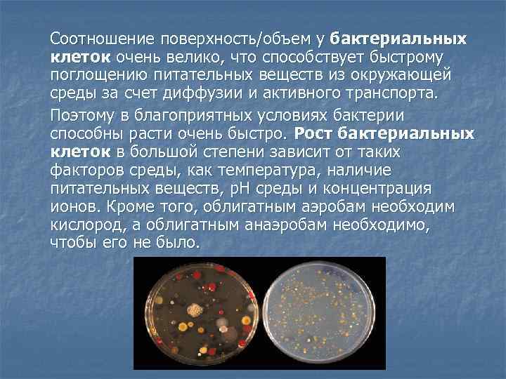 Соотношение поверхность/объем у бактериальных клеток очень велико, что способствует быстрому поглощению питательных веществ из