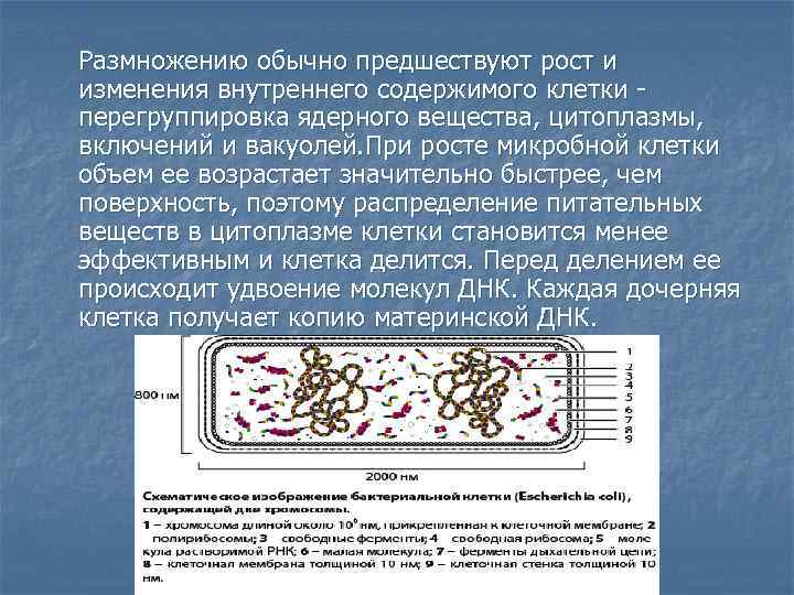 Размножению обычно предшествуют рост и изменения внутреннего содержимого клетки - перегруппировка ядерного вещества, цитоплазмы,