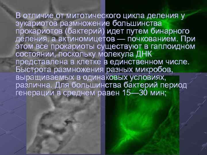 В отличие от митотического цикла деления у эукариотов размножение большинства прокариотов (бактерий) идет путем