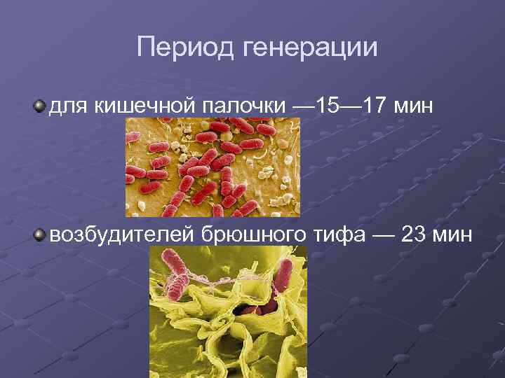  Период генерации для кишечной палочки — 15— 17 мин возбудителей брюшного тифа —