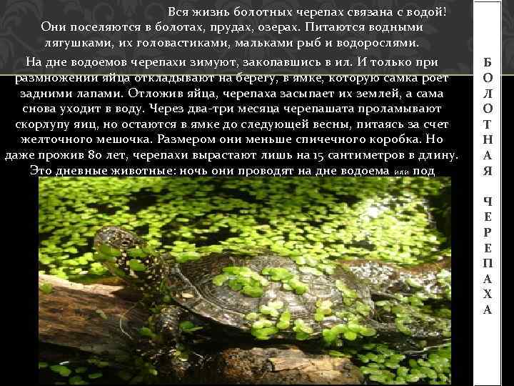 Вся жизнь болотных черепах связана с водой! Они поселяются в болотах, прудах, озерах. Питаются