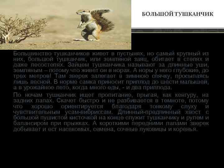 БОЛЬШОЙ ТУШКАНЧИК Большинство тушканчиков живет в пустынях, но самый крупный из них, большой тушканчик,