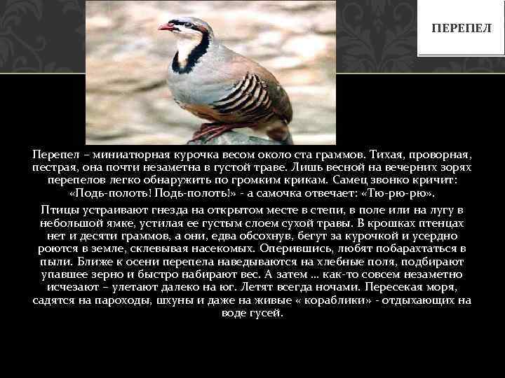 ПЕРЕПЕЛ Перепел – миниатюрная курочка весом около ста граммов. Тихая, проворная, пестрая, она почти