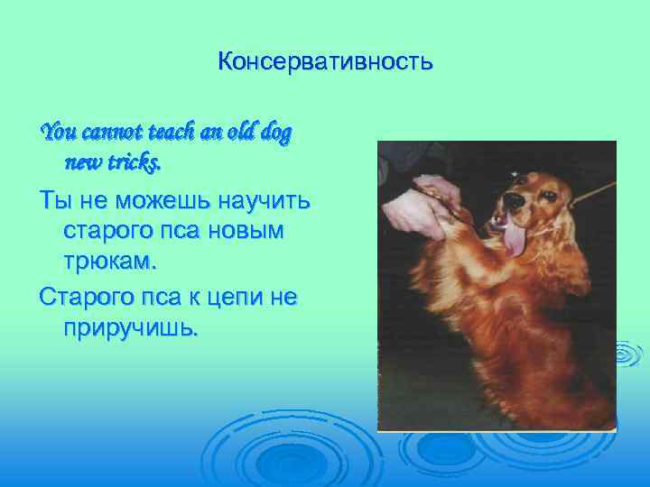 Консервативность You cannot teach an old dog new tricks. Ты не можешь научить старого