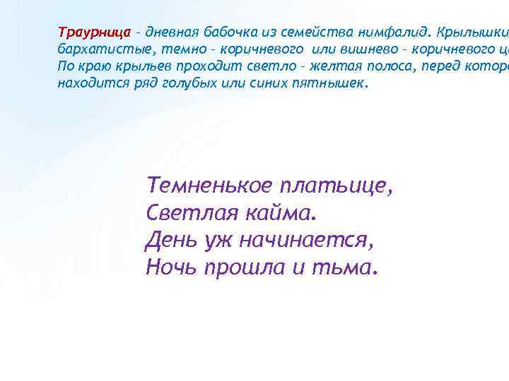 Траурница – дневная бабочка из семейства нимфалид. Крылышки бархатистые, темно – коричневого или вишнево