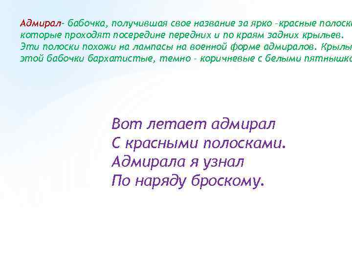 Адмирал- бабочка, получившая свое название за ярко –красные полоски которые проходят посередине передних и