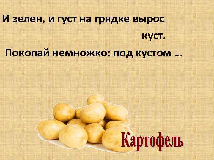И зелен, и густ на грядке вырос куст. Покопай немножко: под кустом … 